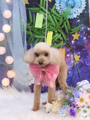 20250705うたちゃん